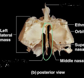 <ul><li><p>this is the posterior view</p></li><li><p>part of the ethmoid bone</p></li></ul><p></p>