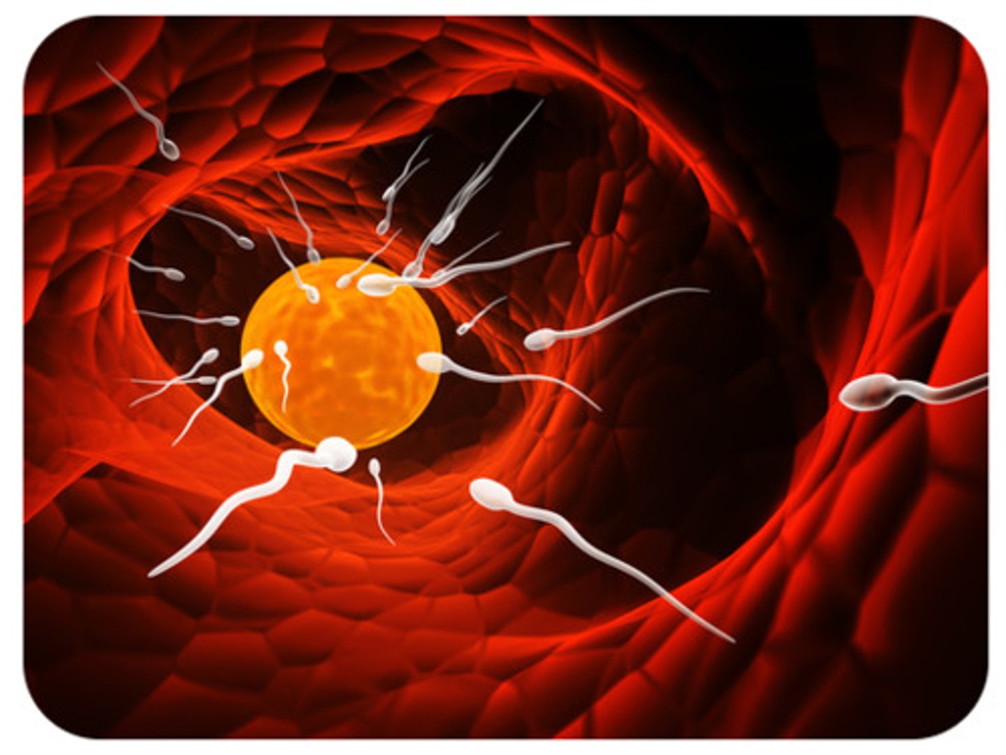 <p>fertilization which occurs inside the body of the female</p>