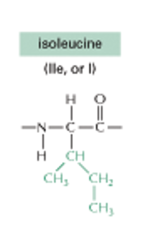<p>Isoleucine CH, CH3 Left CH2 down CH3 Right</p><p>(NONPOLAR SIDE CHAINS)</p>