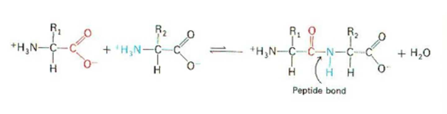<p>The covalent bond linking amino acids together in a polypeptide chain.</p>