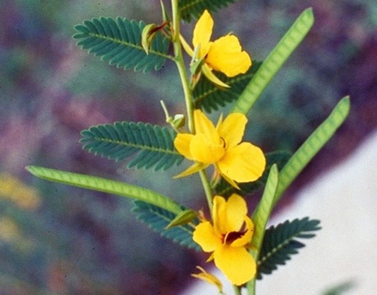 <p>Annual legume, alternating pinnately-compound leaves, leaf fold in on each other when touched</p>