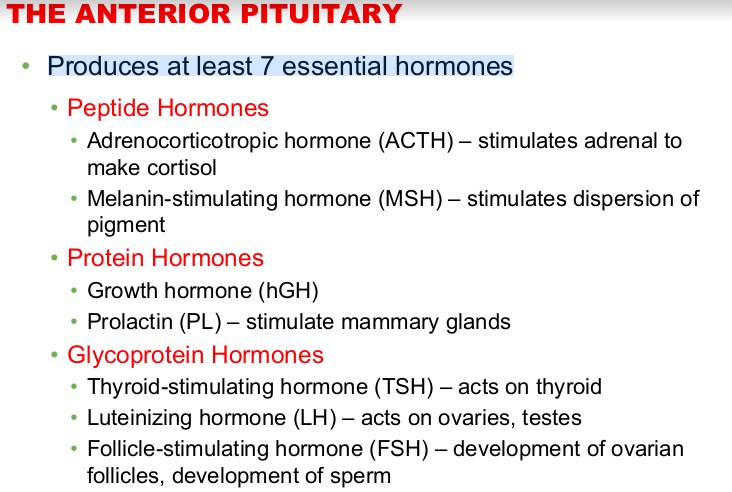 <p>anterior pituitary gland</p>