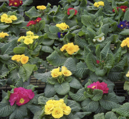 <p>Name This Flower</p>