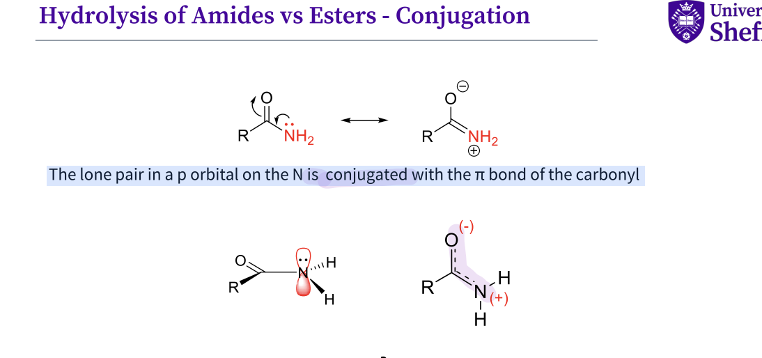 <p>The lone pair in a p orbital on the N is conjugated with the π bond of the carbonyl</p><p>amides are more stubborn - it has a hard leaving group nh2 </p><p>due to it being a poor leaving group as PKA = 35 , strong base </p><p>The NH2 is conjugated with the π bond of the carbonyl </p><p></p>