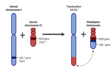 <ul><li><p>genetic abnormality that is commonly found in myeloid leukemia → translocation between chromosomes 9 and 22, leading to the fusion of the BCR (breakpoint cluster region) gene on chromosome 22 and the ABL1 (Abelson tyrosine kinase 1) gene on chromosome 9.</p></li><li><p>what does it cause?: produces a constitutively active tyrosine kinase that promotes uncontrolled cell growth and proliferation</p></li></ul>