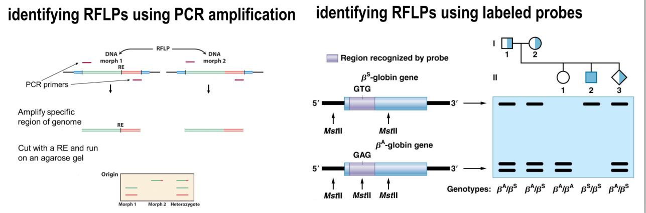 <ol><li><p>identifying RFLPs using PCR amplification</p><ul><li><p>amplify region with restriction site</p></li><li><p>1 with &amp; 1 without will be produced</p></li></ul></li><li><p>identifying RFLPs using labeled probes</p><ul><li><p>probe binds to restriction site if present</p></li></ul></li></ol><p></p>