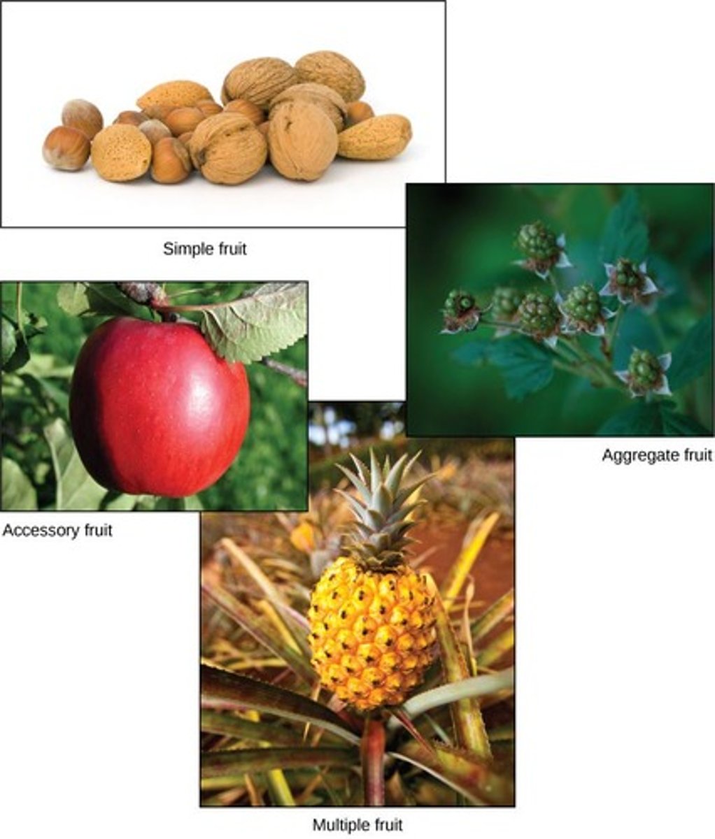<p>Simple, aggregate, multiple, and accessory fruits.</p>
