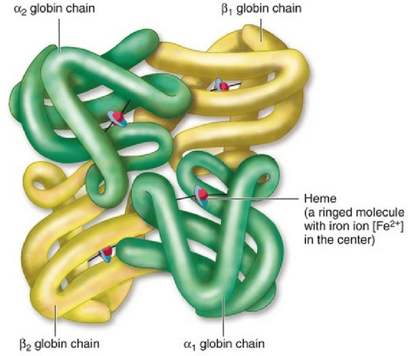 <ul><li><p>Proteins consisting of multiple polypeptide chains </p></li><li><p>Bond: between R-Groups</p></li><li><p>Example: Haemoglobin</p></li></ul>