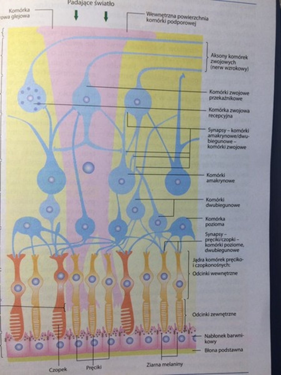 <p>W jej skład wchodzi:</p><p>- kilka rodzajów neuronów</p><p>- nabłonek barwnikowy</p><p>- kom. podporowe neurogleju</p><p>Wśród neuronów wyróżnia się:</p><p>- kom. wzrokowe pręcikonośne i czopkonośne (neuron I) - stykają się z nabłonkiem barwnikowym</p><p>- kom. nerwowe dwubiegunowe, poziome i amakrynowe (neuron II) - leżą w środkowej cz. siatkówki</p><p>- kom. nerwowe zwojowe przekaźnikowe i receptorowe (neuron III) - leżą w wewn. cz. siatkówki</p><p>Na całej szerokości siatkówki rozciągają się kom. glejowe podporowe/Mullera. </p><p>Siatkówka ma 10 warstw:</p><p>- warstwa barwnikowa - nabłonek barwnikowy</p><p>- warstwa pręcików i czopków - zewnętrzne i wewnętrzne odc. kom. pręcikonośnych i czopkonośnych</p><p>- warstwa graniczna zewnętrzna - zewn. zakończenia komórek glejowych podporowych</p><p>- warstwa ziarnista zewnętrzna - jądra kom. pręcikonośnych i czopkonośnych</p><p>- warstwa splotowata zewnętrzna - aksony kom. pręcikonośnych i czopkonośnych, synapsy i dendryty kom. dwubiegunowych, amakrynowych i poziomych</p><p>- warstwa ziarnista wewnętrzna - ciała komórkowe i jądra kom. dwubiegunowych, amakrynowych, poziomych</p><p>- warstwa splotowa wewnętrzna - aksony kom. dwubiegunowych, poziomych oraz synapsy i dendryty kom. zwojowych</p><p>- warstwa kom. zwojowych - ciała komórkowe i jądra kom. zwojowych receptorowych i przekaźnikowych</p><p>- warstwa włókien nerwowych - aksony kom. zwojowych</p><p>- warstwa graniczna wewnętrzna - wewn. zakończenia kom. Mullera</p><p>Graniczną warstwę wewn. dla obu cz. siatkówki stanowi nabłonek barwnikowy (jednowarstwowy nabłonek sześcienny; ziarna melaniny) leżący na błonie podstawnej naczyniowej. Między kom. nabłonka barwnikowego znajdują się połączenia typu occludens i adherens - bariera krew-siatkówka. </p>