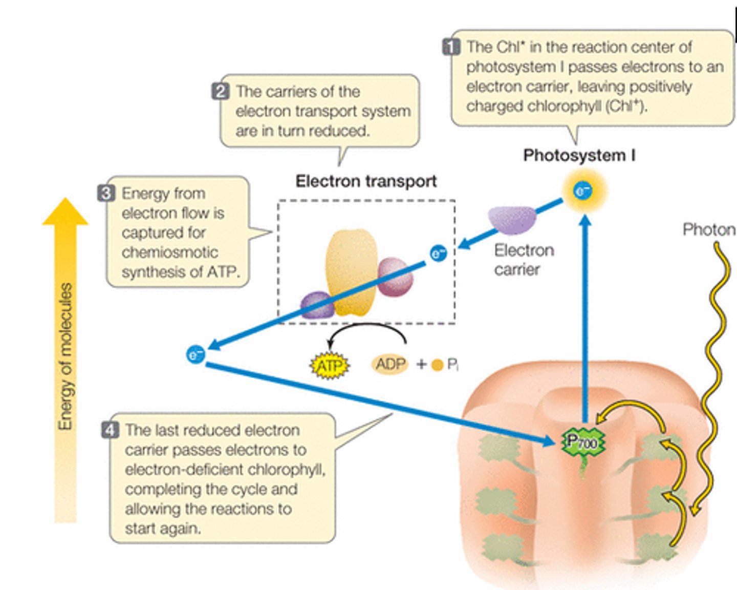 <p>in photosynthetic light reactions, the flow of electrons that produces ATP but no NADPH or O2.</p>