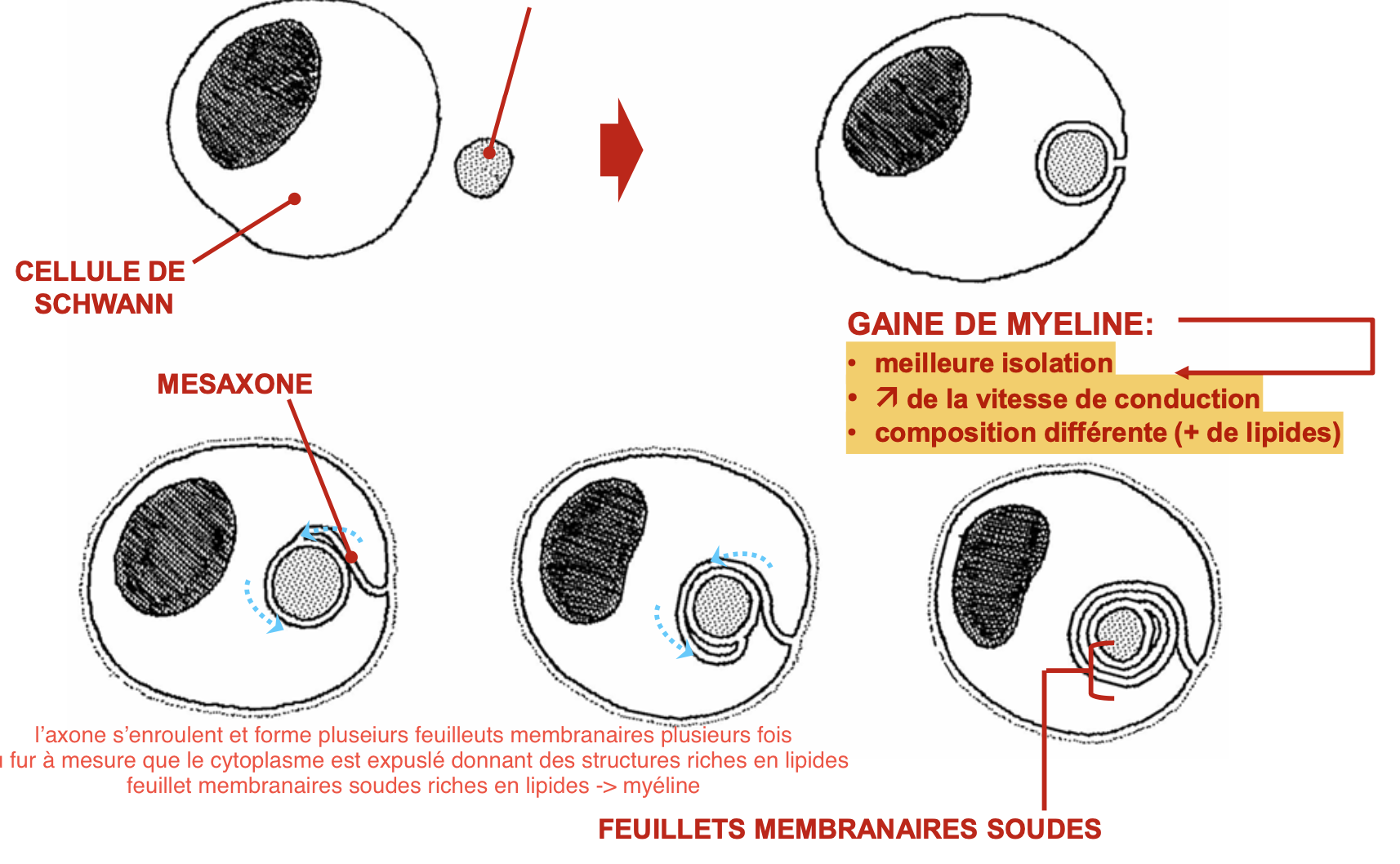 <p>L’axone est envaginé par la cellule de Schwann, puis le mesaxone tourne autour de l’axone expulsant le cytplasme et gardant seulement les lipides → gaine de myéline = feuillet membranaire soude</p>