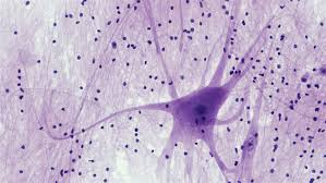 <p>Tissue that conducts electrical impulses and carries information.</p>