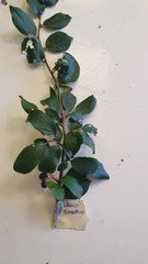 Cotoneaster lucidus