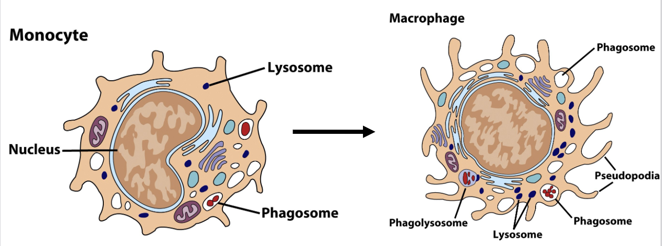 <ul><li><p>these cells begin as <strong>monocytes</strong>, circulating in blood for ~8 hours, then differentiating into amoeboid <strong>macrophages</strong> that “crawl” through tissues</p></li><li><p><span style="color: rgb(0, 0, 0);"><span>When monocytes convert to macrophages, they become 5-10X bigger, gain more organelles, longer pseudopods and increased phagocytic capabilities</span></span></p></li><li><p><span style="color: rgb(0, 0, 0);"><span>Macrophages can be </span><strong><span>immobile/fixed</span></strong><span> in a particular tissue or “</span><strong><span>wandering</span></strong><span>”</span></span></p></li><li><p><span style="color: rgb(0, 0, 0);"><span>Morphology = mononuclear with lots of pseudopods; 5-10% of blood cells</span></span></p></li></ul><p></p>