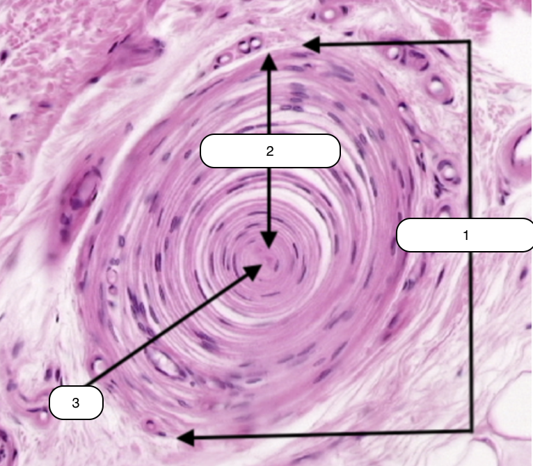 <p>Identify the structure labeled #1</p>