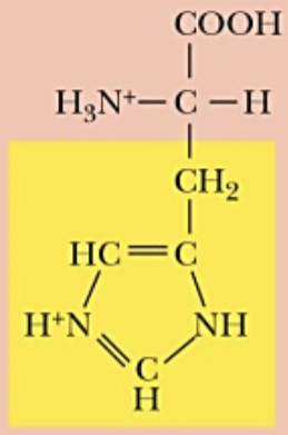 <p>Name (Abbr.) - polarity, a/n/b</p>