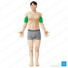<p><span><span>the upper arm, the part of the upper limb between the shoulder and the elbow</span></span></p>