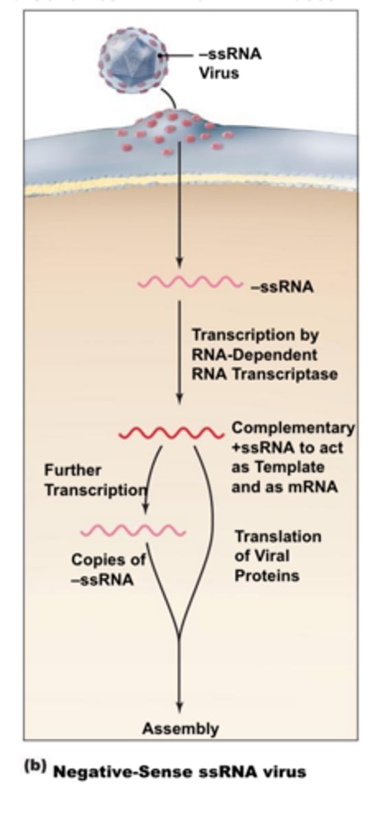 <p>1)attachment and fusion through HA binding and F fusion</p><p>2)uncoating and release of the negative-stranded genome into the cytoplasm</p><p>3)RDRP transcribes positive-strand RNA from negative-strand RNA</p><p>4)positive-strand RNA translated into proteins</p><p>5)positive-strand RNA made into negative-strand RNA by RDRP for amplification and packaging</p><p>6)egress by budding</p><p>7)virus picks up viral envelope proteins at the cell membrane at the exit</p>