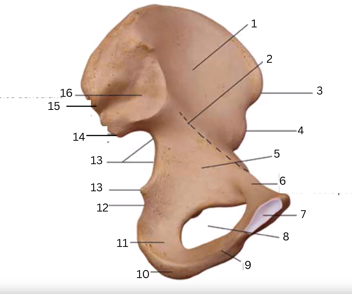 <p>frontaal aanzicht</p>