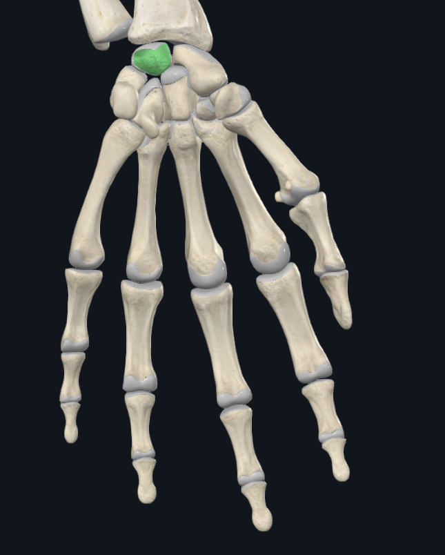 <p>What bone is this</p>