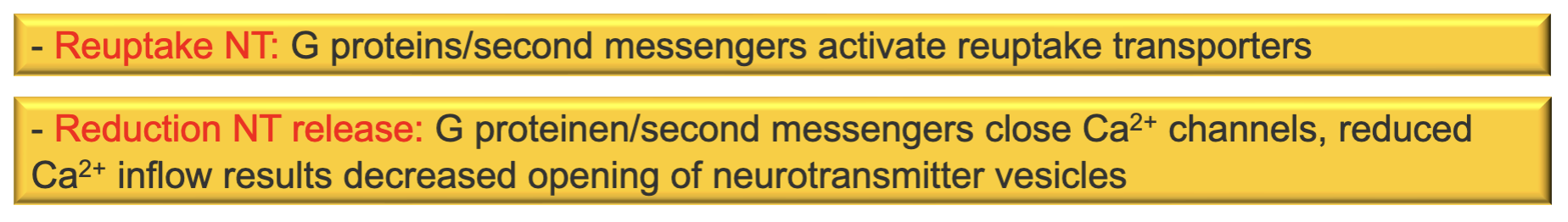 <p>regulate the <mark data-color="green" style="background-color: green; color: inherit;">production and release</mark> of neurotransmitter by the neuron</p><ul><li><p><mark data-color="red" style="background-color: red; color: inherit;">metabotropic</mark></p></li><li><p>generally <mark data-color="red" style="background-color: red; color: inherit;">inhibitory</mark></p></li></ul><p></p>