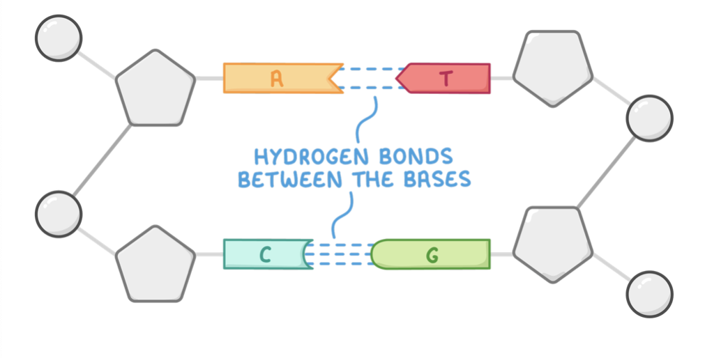 <p><span>The two DNA strands are held together via hydrogen bonding between bases.</span></p><p><strong>Each base only joins with one other specific base:</strong></p><ul><li><p>Adenine pairs with thymine via 2 hydrogen bonds.</p></li><li><p>Cytosine pairs with guanine via 3 hydrogen bonds.</p></li></ul><p>This is known as complementary base pairing.</p><p style="text-align: left">A smaller pyrimidine base always binds to a larger purine base. This arrangement maintains a constant distance between the two sugar-phosphate backbones.</p>
