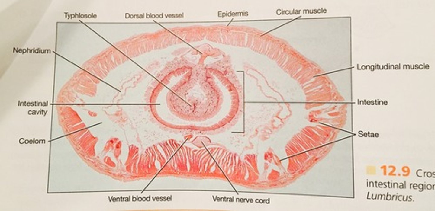 knowt flashcard image