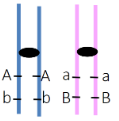 If 1,000 cells with the genotype below underwent meiosis, and crossing-over could occur, would all four genotypes (Ab, aB, AB and ab) be produced with EQUAL frequency?