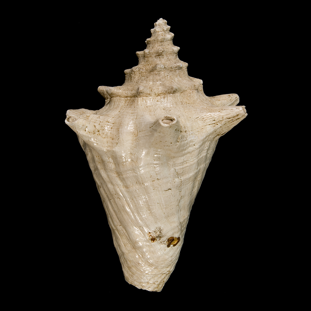<p>What is the very top part of the shell called and how old is it relative to the rest of the shell? What Phylum and Class does this animal belong to?</p>