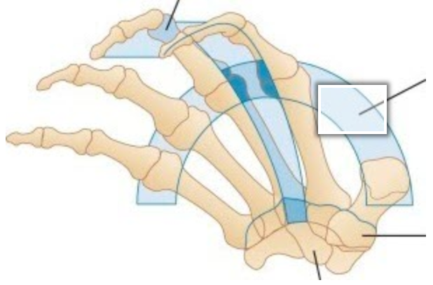 <p>Label the arch identified in the image</p><p></p>