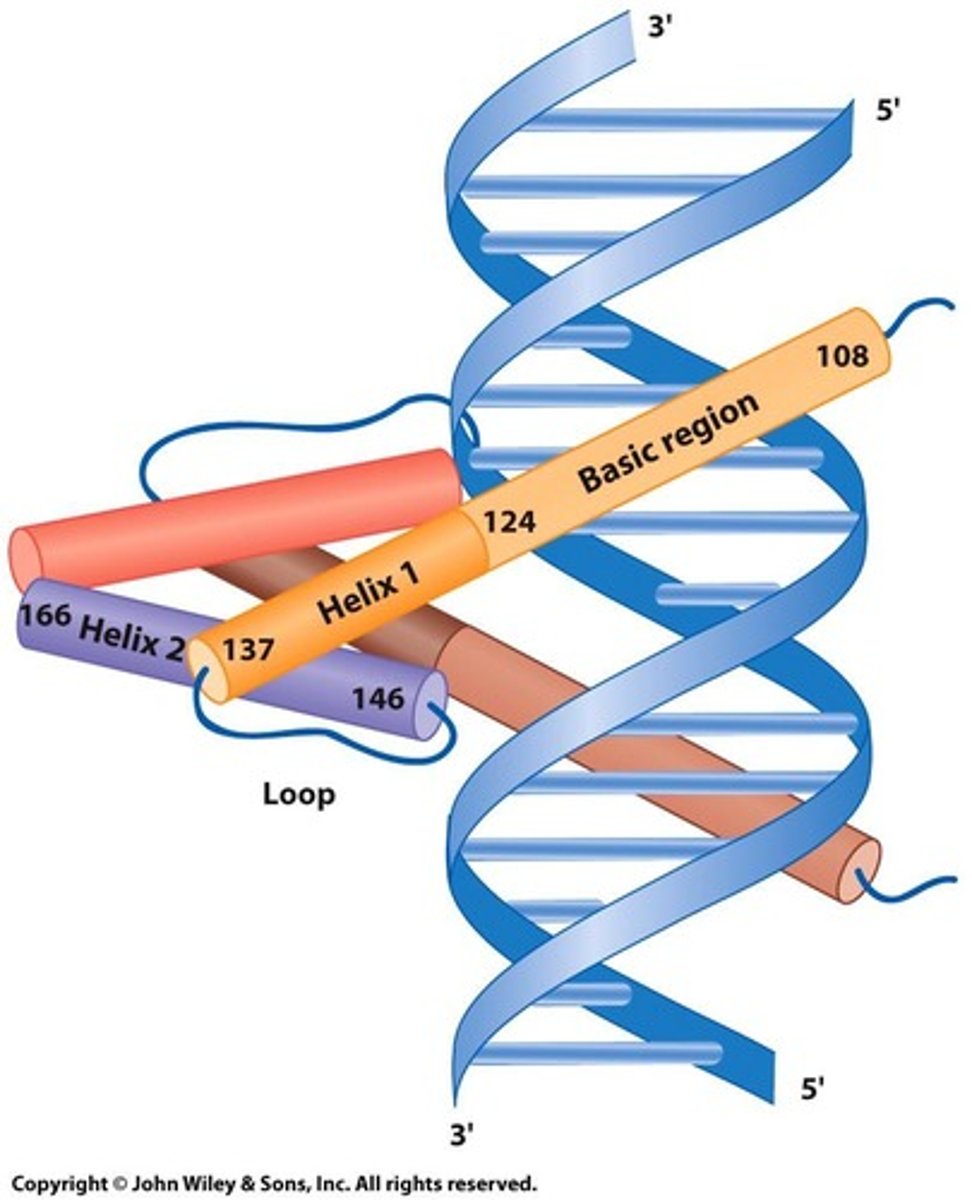<p>Motif with two alpha helices separated by a loop.</p>