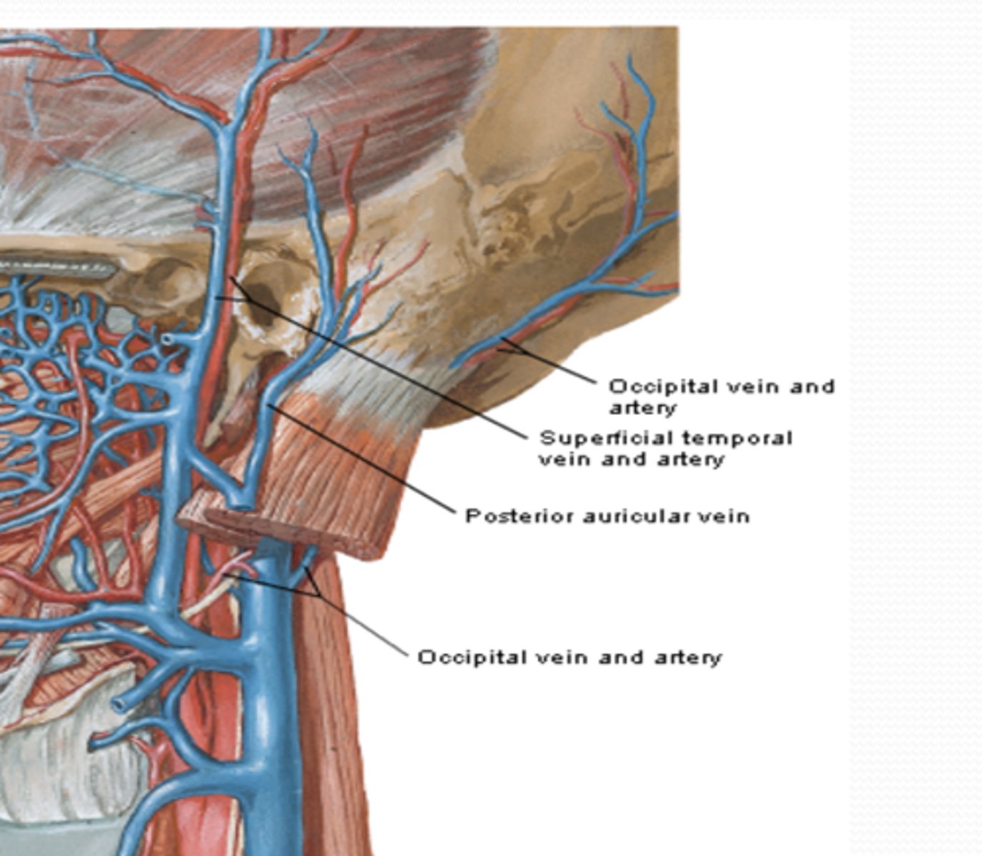 <p>What vein drains the posterior part of the scalp and ends deep in the IJV?</p>