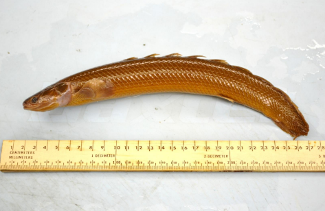 <p>ID the taxonomic order</p>
