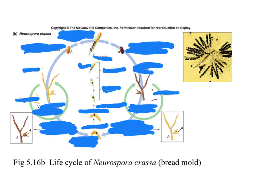 <p>label this diagram</p>