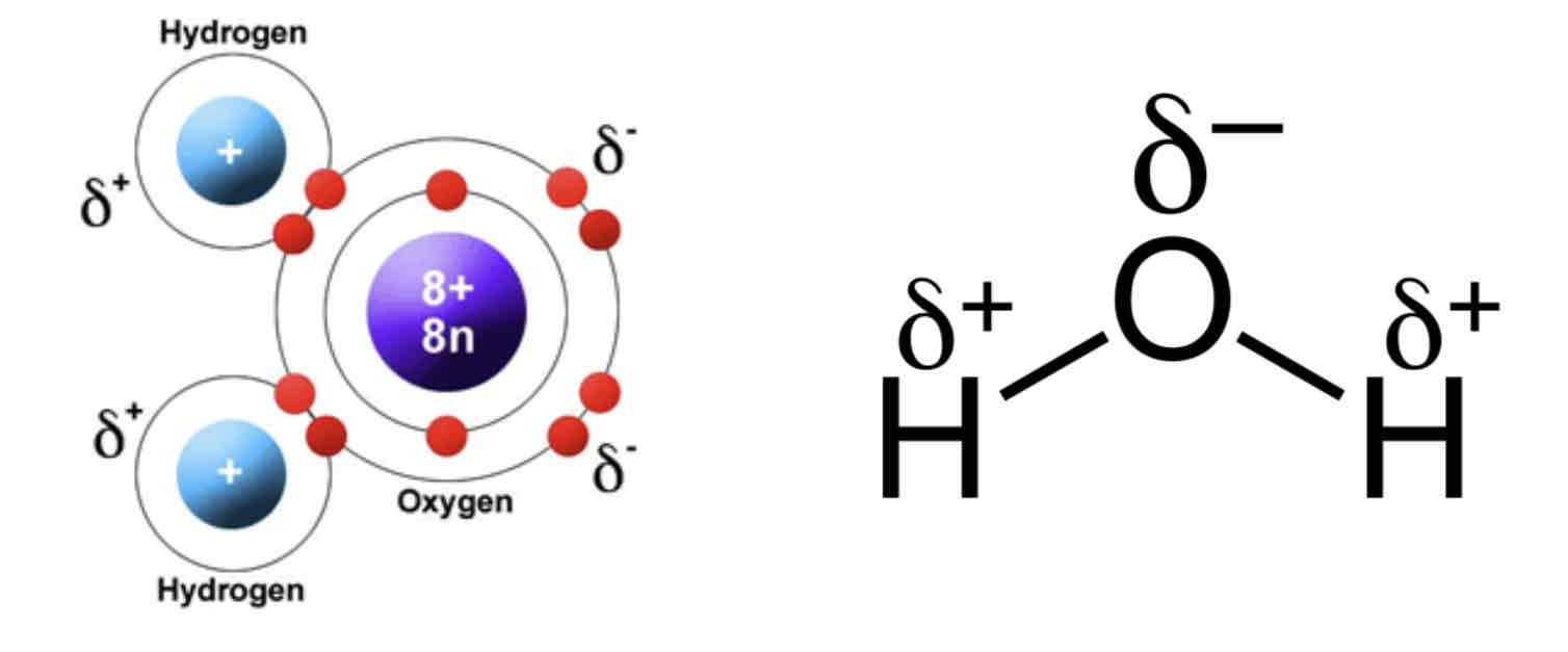 <p><span>Water has the chemical formula of H20. Water consists of one oxygen atom joined to two hydrogen atoms by covalent bonds.</span></p><p>Water is a polar molecule; the oxygen end of the molecule has a negative charge and the hydrogen atoms have a positive charge. This uneven distribution of charge is called a dipole.</p><p><strong>Dipole</strong> – A polar molecule which has a positive and negative charge, separated by a very small distance.</p>