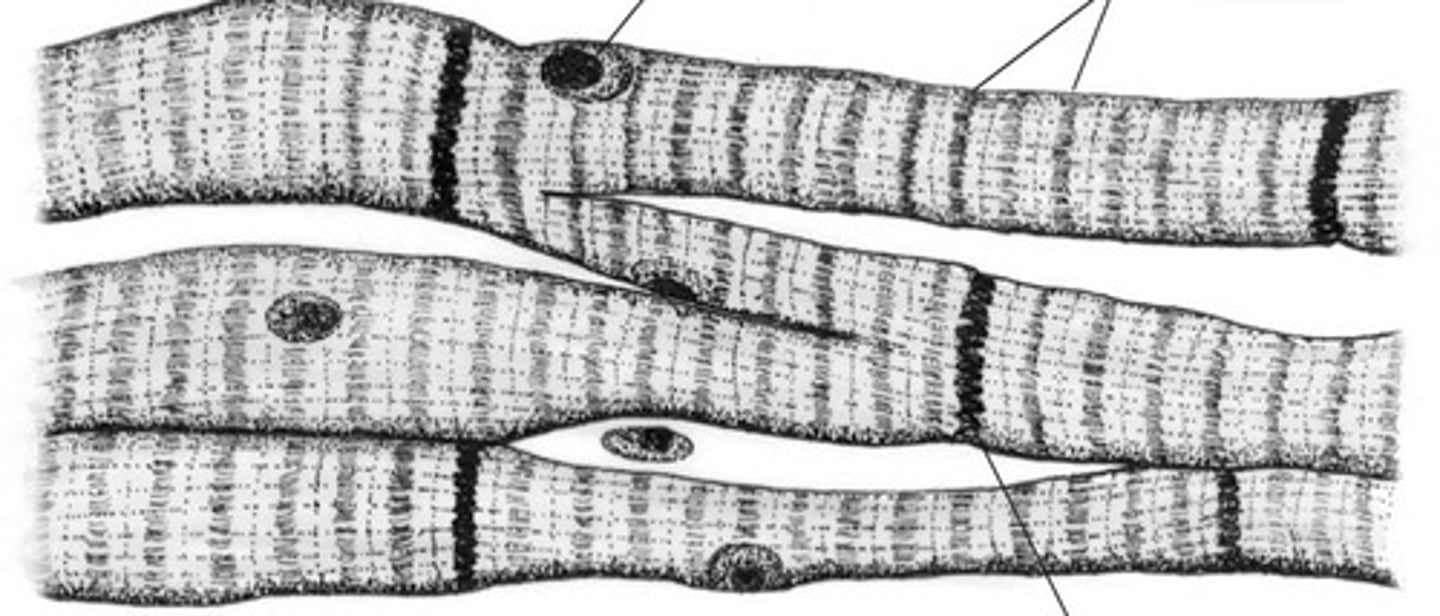 <p>-involuntary, striated muscle.</p><p>-1 or 2 nuclei</p><p>-branched</p><p>-located in heart</p><p>-pump blood</p>