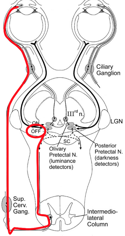 <p>When the light is dim/dark…</p>