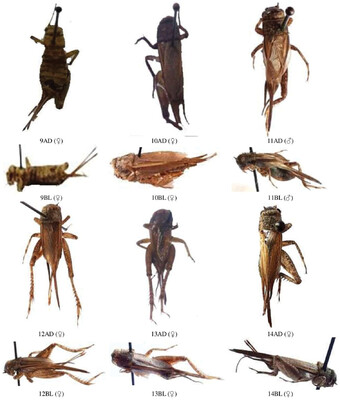 <p>True Crickets</p><p>Order Orthoptera</p>