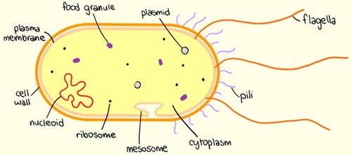 <ul><li><p>microscopic</p></li><li><p>uni-cellular</p></li><li><p>have a cell wall (not made of cellulose), cell membrane, cytoplasm and plasmids</p></li><li><p>lack a nucleus but contain a circular chromosome of DNA</p></li><li><p>some can carry out photosynthesis but most feed off other organisms</p></li></ul>