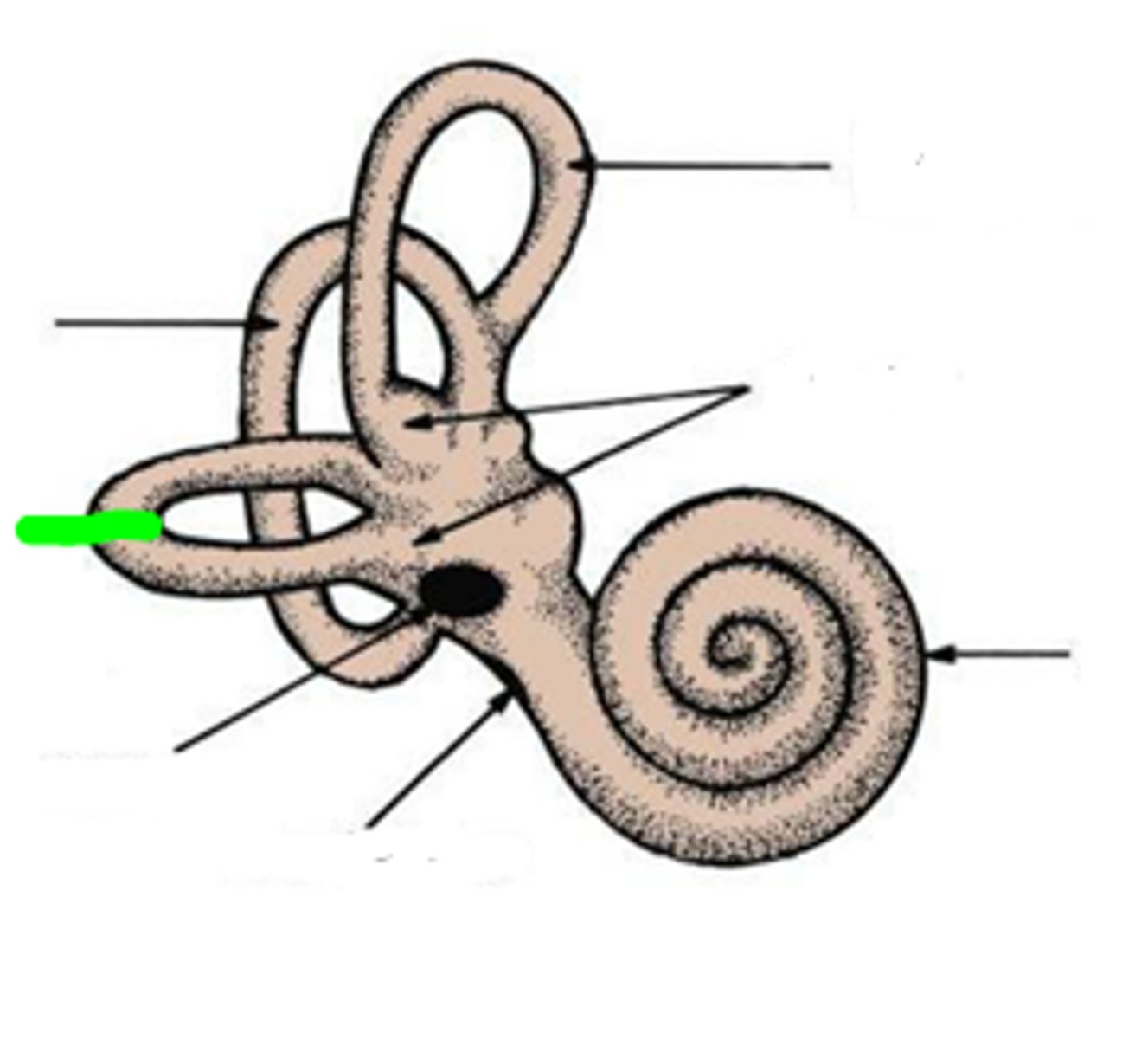 <p>both ends open into vestibule</p>