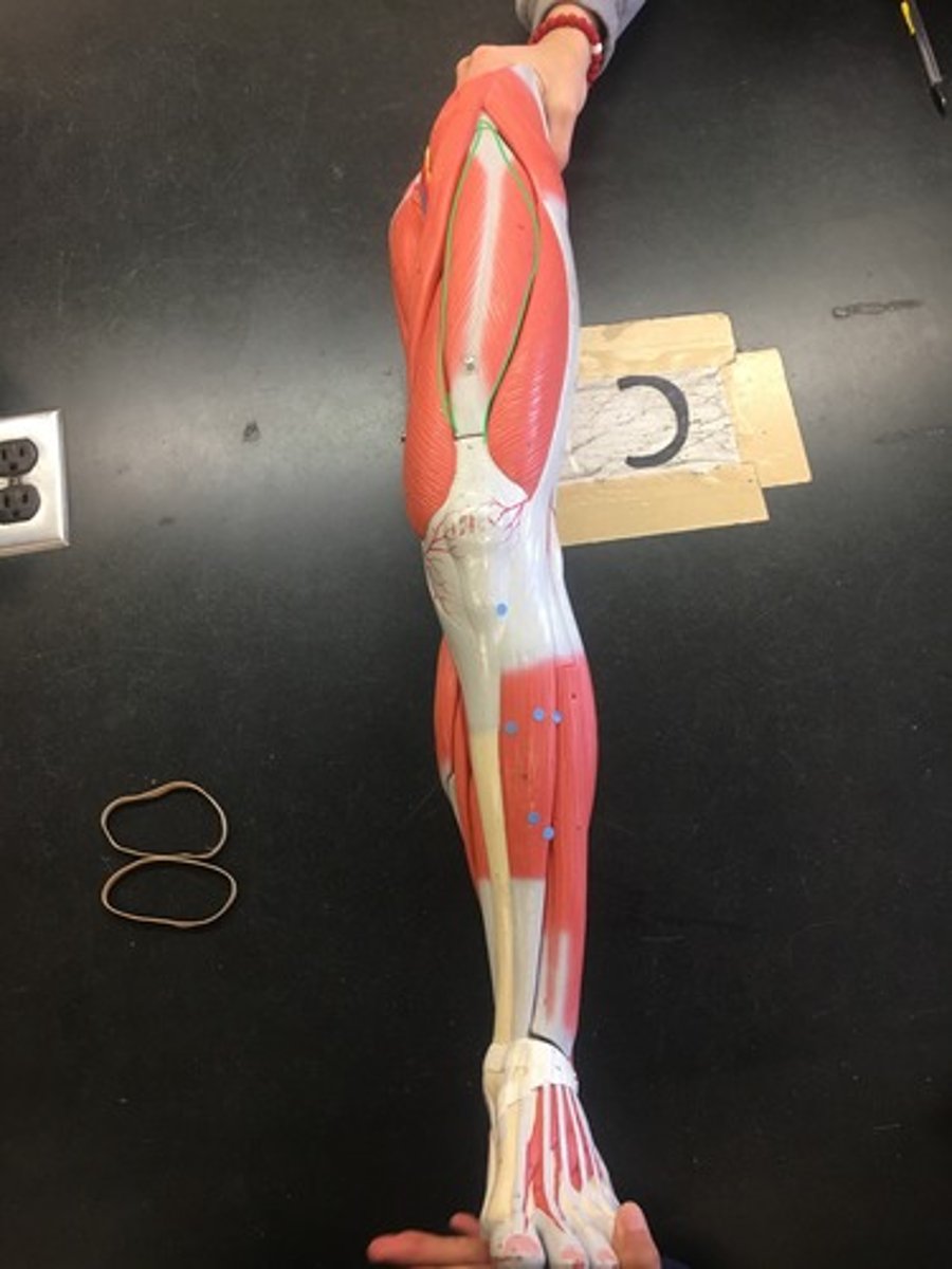 <p>Origin: Anterior Inferior Iliac Spine</p><p>Insertion: Tibial Tuberosity</p>