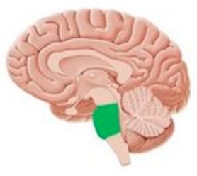 <p><span>respiratory control, balance and taste, and influences sleep cycles and facial movement and sensations</span></p>