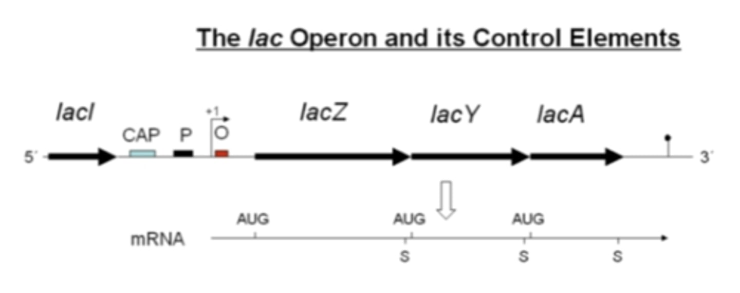 <p>lac operon</p>