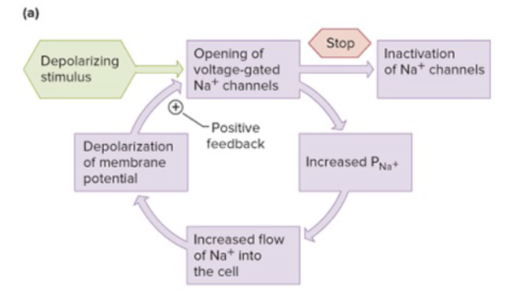 <p>Explain the Positive Feedback Loop</p>