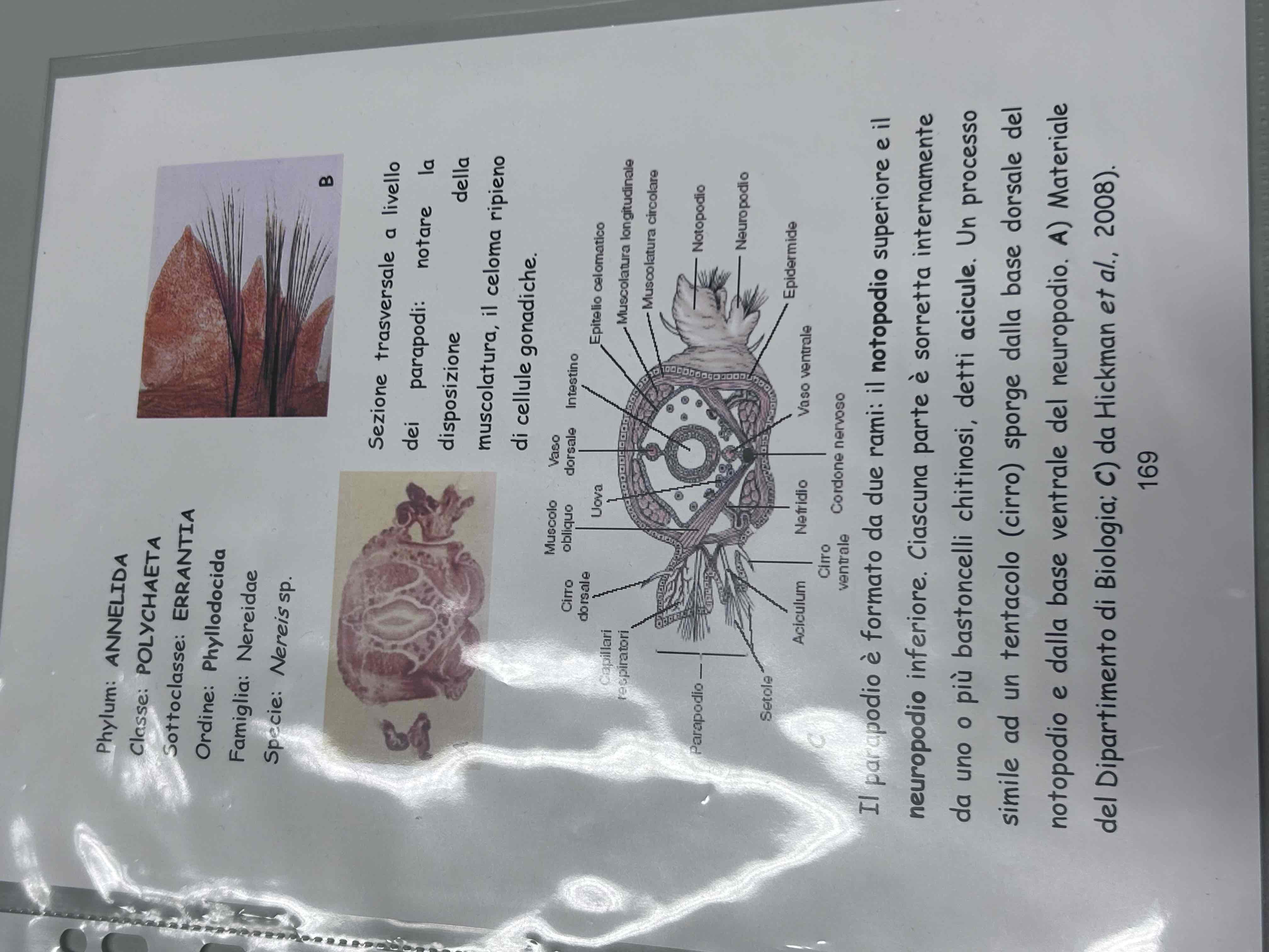 <p>Anellidi </p><p>Policheti erranti</p><p>Nereis sp</p>