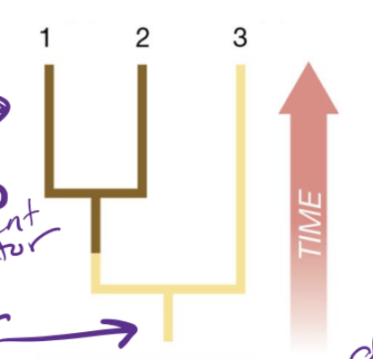 <p>A shared derived trait that groups organisms together * new trait</p>