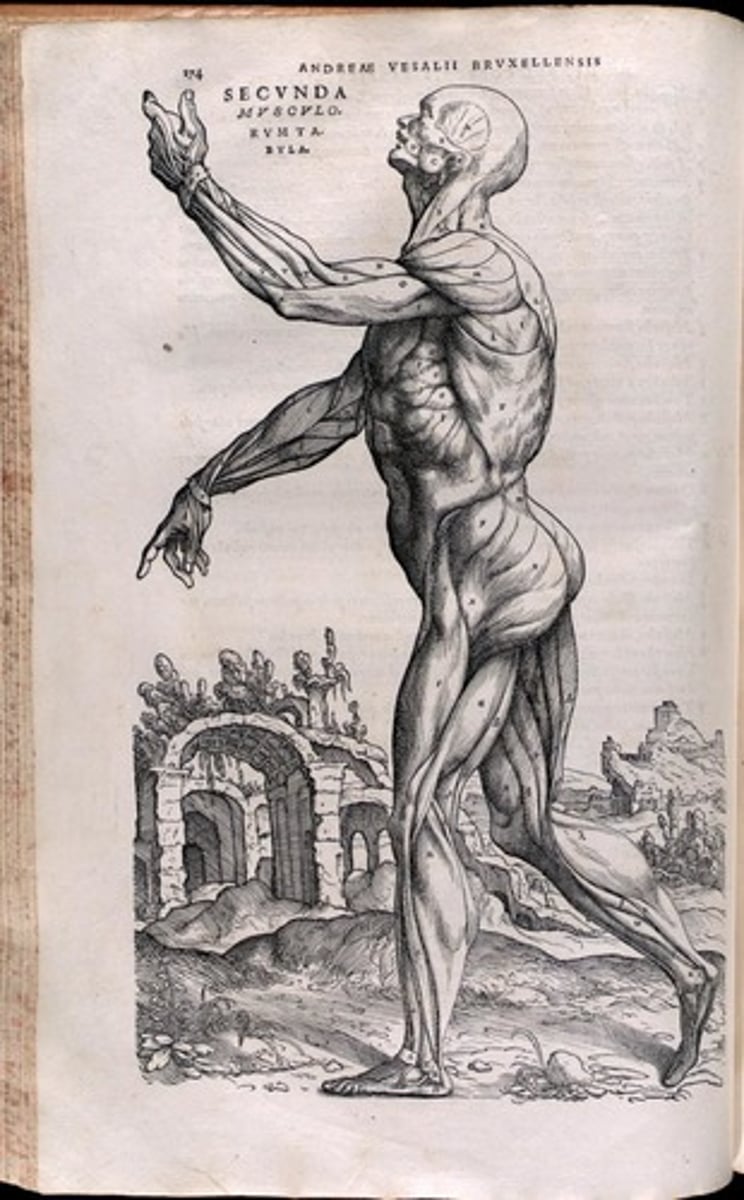 <p>This was the scientist who began to study anatomy in depth. He is referred as the father of anatomy</p>