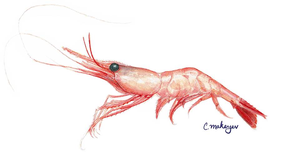 <p>Shrimp</p>