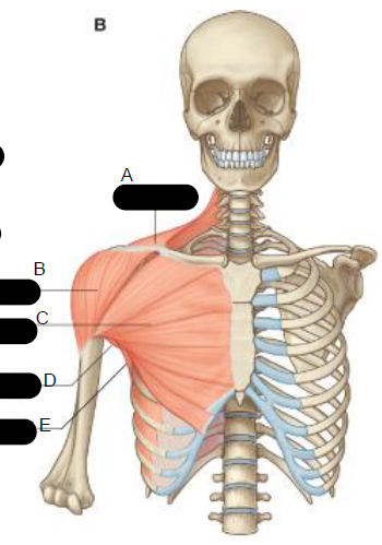 <p>B.</p>