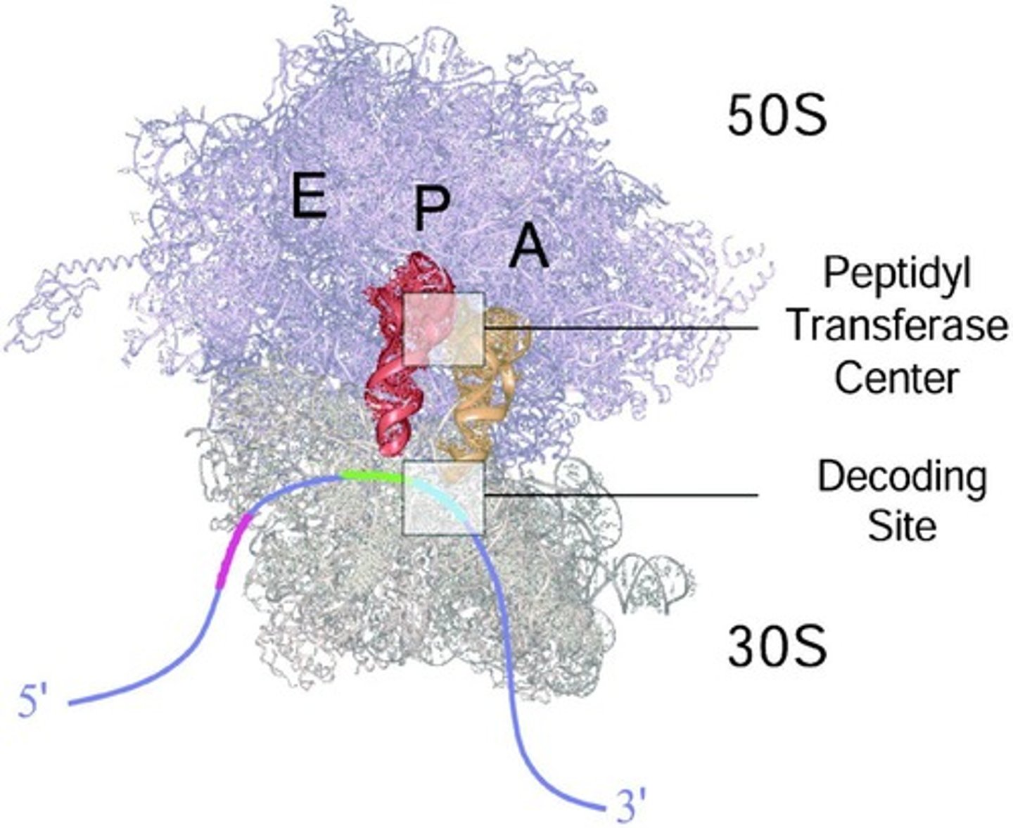 <p>A molecular machine that catalyzes the formation of polypeptides from mRNA.</p>